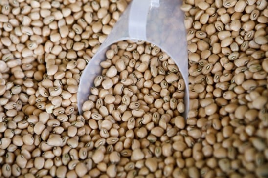 Feijão-de-corda (Foto: Reprodução GOV-BR)