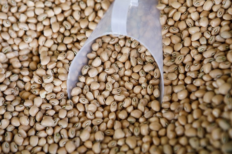 Feijão-de-corda (Foto: Reprodução GOV-BR) Feijão-de-corda (Foto: Reprodução GOV-BR)