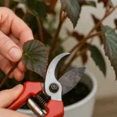 Como podar Begônia do jeito certo para renovar as folhas