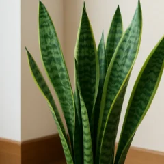 Espada de São Jorge por que ela cresce mais rápido em cantos específicos da casa