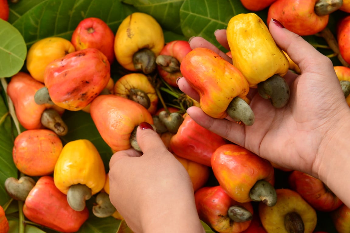 O Festival do Caju tem tradição em Bonfim há 25 anos. (Foto: Nilzete Franco/FolhaBV).