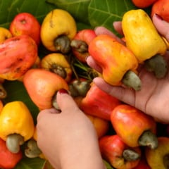 O Festival do Caju tem tradição em Bonfim há 25 anos. (Foto: Nilzete Franco/FolhaBV).