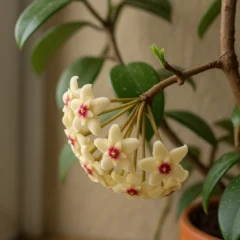 Flor-de-cera como podar após a floração e garantir novos cachos pendentes