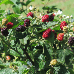Amora brasileira (Foto: Reprodução)