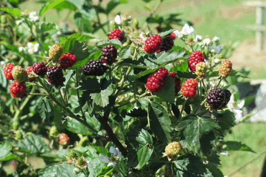 Amora brasileira (Foto: Reprodução)