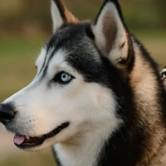 Quando o Husky decide ignorar regras, este treinamento simples equilibra a energia