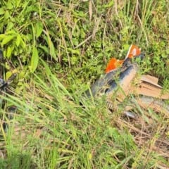 Moto da vítima encontrada próximo ao corpo (Foto: Divulgação) 