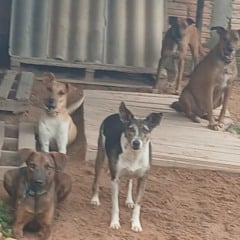 Além da campanha de arrecadação, a ONG também está promovendo a adoção responsável para dar uma nova chance a cães e gatos resgatados pelo projeto.  (Foto: Arquivo Pessoal).