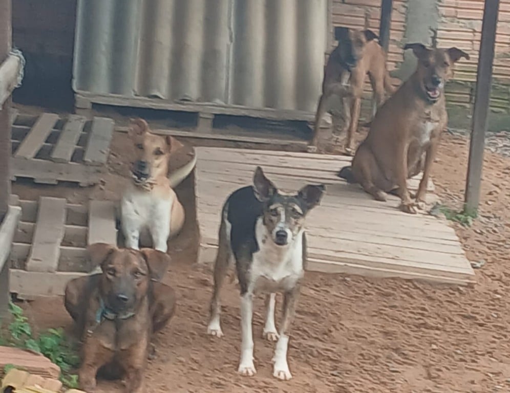 Além da campanha de arrecadação, a ONG também está promovendo a adoção responsável para dar uma nova chance a cães e gatos resgatados pelo projeto.  (Foto: Arquivo Pessoal).