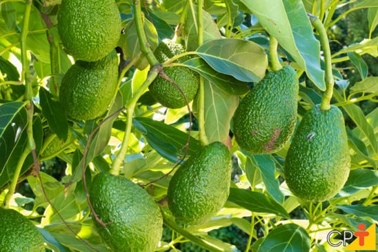 Lembranças do abacateiro