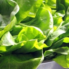 Almeirão é rico em ferro e vitamina A (Foto: Reprodução)