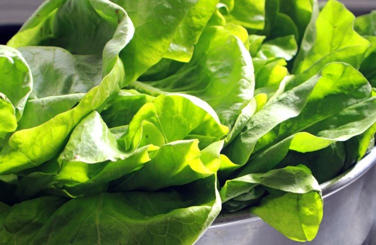 Almeirão é rico em ferro e vitamina A (Foto: Reprodução)