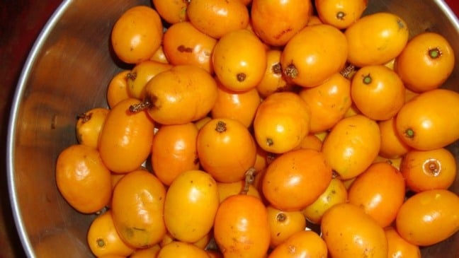 Taberebá também é conhecido como Cajá em outras regiões (Foto: Reprodução)