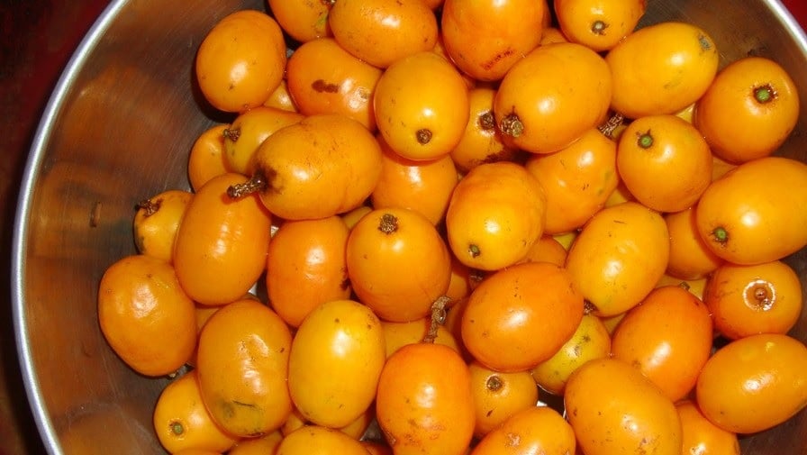 Taberebá também é conhecido como Cajá em outras regiões (Foto: Reprodução)