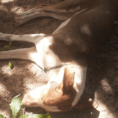 Cão encontrado morto por moradores da Vila Trairão, em Amajari. (Foto: Reprodução)