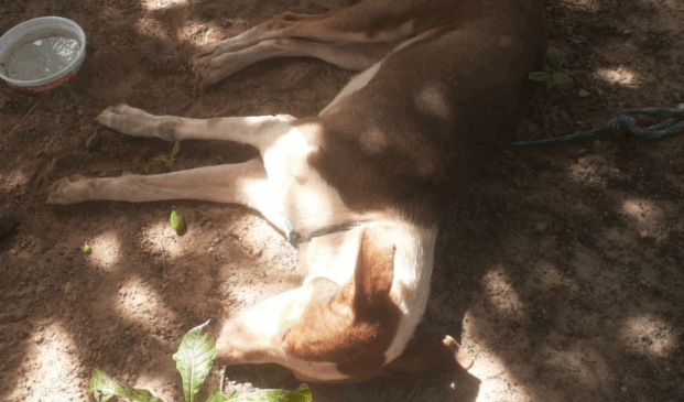 Cão encontrado morto por moradores da Vila Trairão, em Amajari. (Foto: Reprodução)
