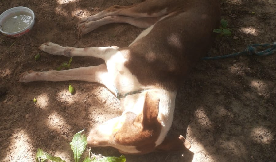 Cão encontrado morto por moradores da Vila Trairão, em Amajari. (Foto: Reprodução)