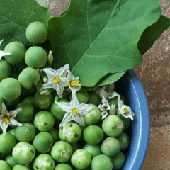 Planta jurubeba é considerada boa para digestão (Foto: Reprodução)