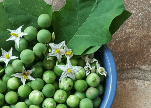 Planta jurubeba é considerada boa para digestão (Foto: Reprodução)