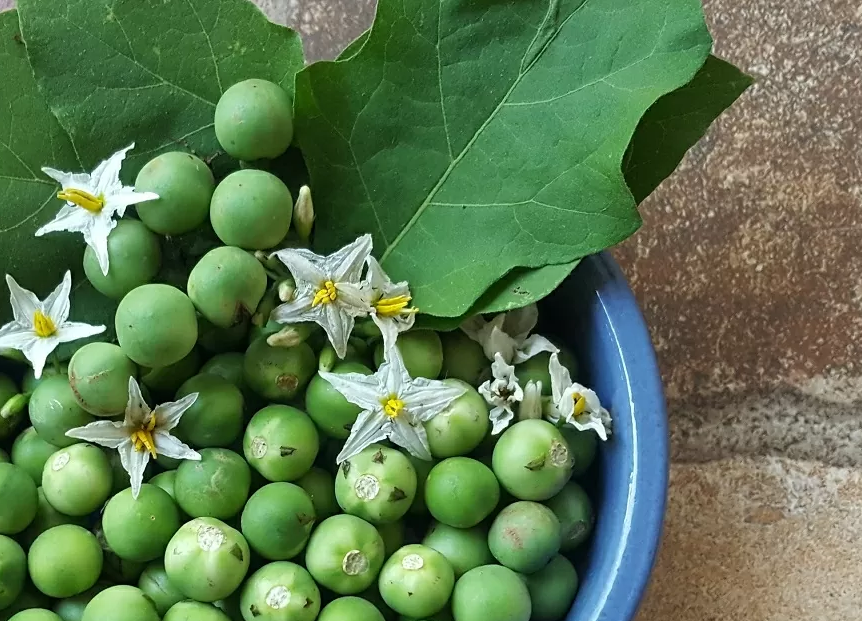 Planta jurubeba é considerada boa para digestão (Foto: Reprodução) Planta jurubeba é considerada boa para digestão (Foto: Reprodução)