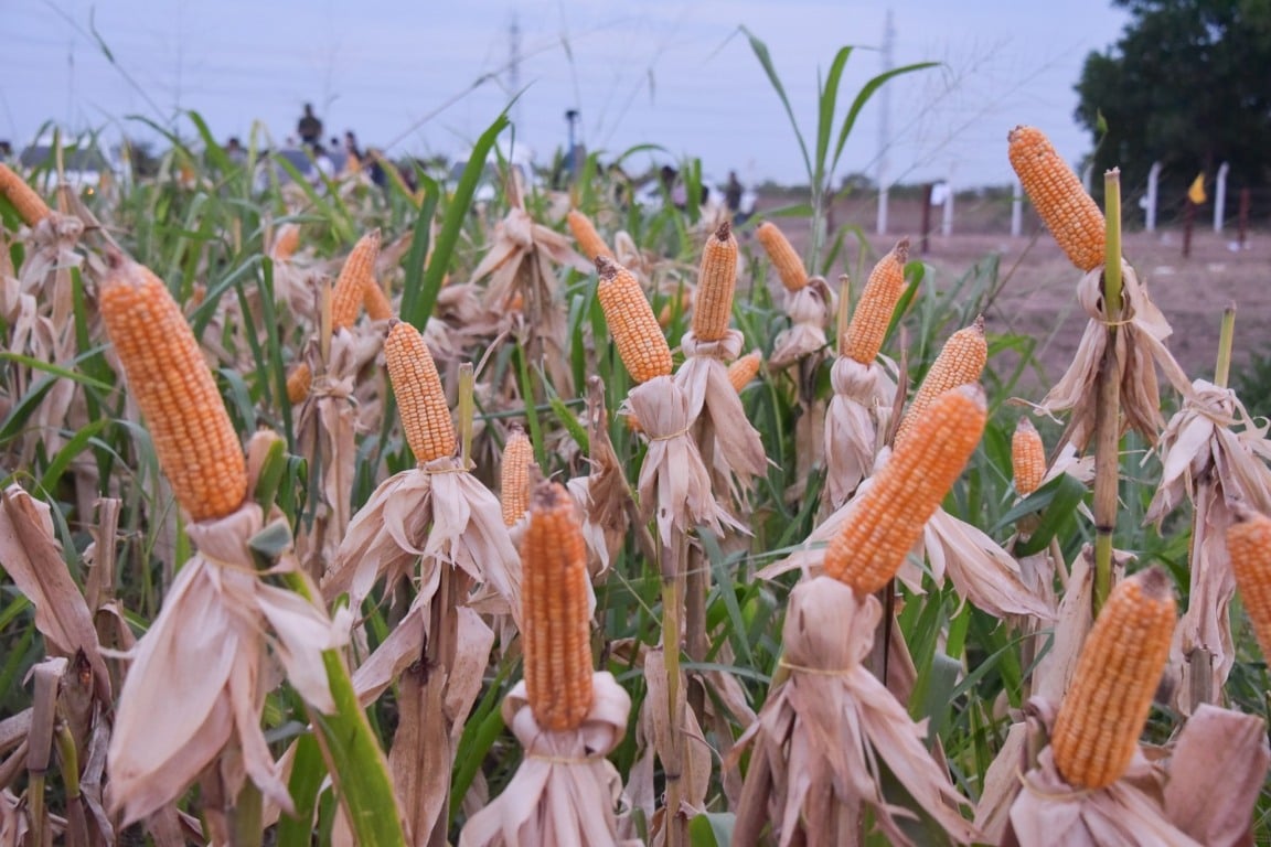 Vitrine Tecnológica destaca práticas sustentáveis para produtores de Roraima