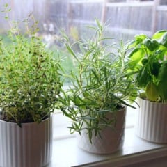 Plantar uma horta tem diversos benefícios para sua saúde (Foto: Reprodução)