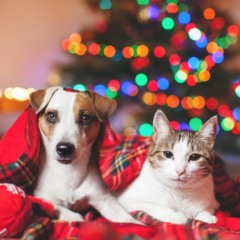 Algumas medidas devem ser adotadas para garantir o bem estar dos animais (Foto: Reprodução)