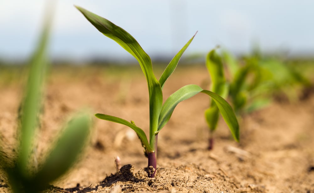 Diálogo coletivo busca construir propostas para uma agenda agroecológica e inclusiva no Brasil rural.

Participantes discutem caminhos para promover produção sustentável, bem-viver e valorização dos povos do campo (Foto: Divulgação)