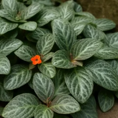 6 usos criativos da planta-tapete (episcia)