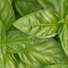 Alfavaca também é conhecida como manjericão de folha larga (Foto: Reprodução)