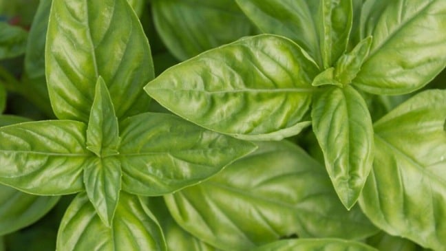 Alfavaca também é conhecida como manjericão de folha larga (Foto: Reprodução)