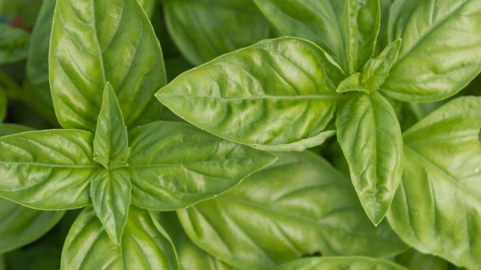 Alfavaca também é conhecida como manjericão de folha larga (Foto: Reprodução)