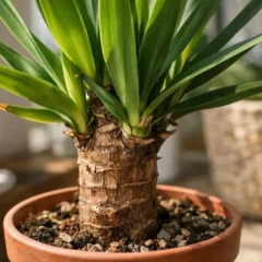 O erro frequente que faz a yucca parecer resistente, mas reagir do pior jeito poss&iacute;vel