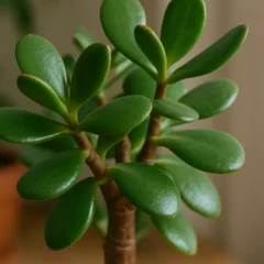 Por que a planta Jade é chamada de ‘árvore da fortuna’