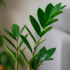 Zamioculca imortal - 5 sinais de que ela continua perfeita mesmo quando você esquece dela por semanas