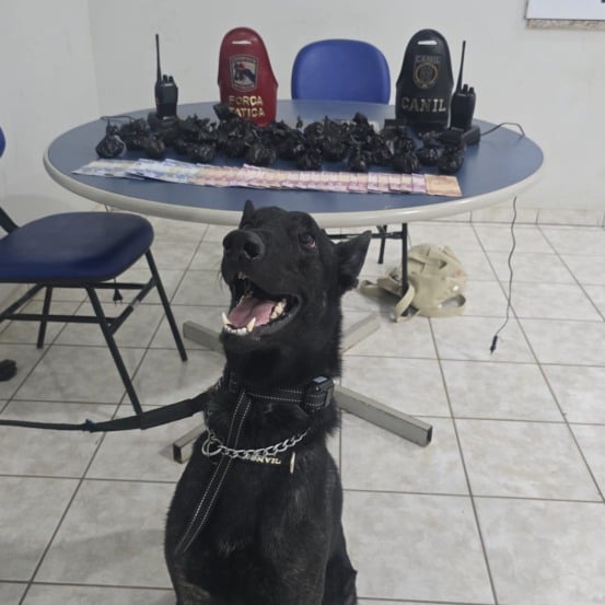 Cão farejador Drako foi essencial para a localização do material apreendido (Foto: Divulgação)