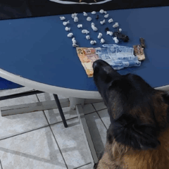 Ação teve apoio do Canil da PM, que realizou buscas com a cadela de detecção Vick. (Foto: Divulgação)