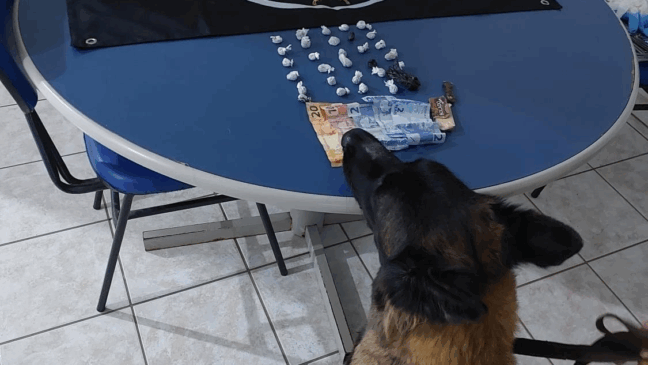 Ação teve apoio do Canil da PM, que realizou buscas com a cadela de detecção Vick. (Foto: Divulgação)