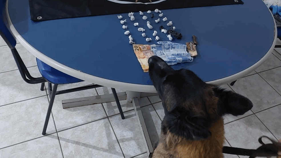 Ação teve apoio do Canil da PM, que realizou buscas com a cadela de detecção Vick. (Foto: Divulgação) Ação teve apoio do Canil da PM, que realizou buscas com a cadela de detecção Vick. (Foto: Divulgação)