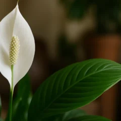 lírio-da-paz — o cuidado simples que mantém folhas verdes o ano inteiro