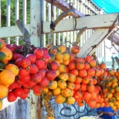 Pupunha (Foto: Reprodução)