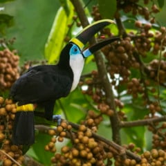 Ao todo, o cat&aacute;logo mapeia 123 experi&ecirc;ncias distribu&iacute;das por diferentes estados, biomas, esp&eacute;cies e unidades de conserva&ccedil;&atilde;o. (Foto: JPavani)