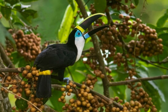 Ao todo, o catálogo mapeia 123 experiências distribuídas por diferentes estados, biomas, espécies e unidades de conservação. (Foto: JPavani)