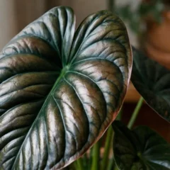 Alocasia cuprea o motivo que faz o brilho met&aacute;lico da planta desaparecer