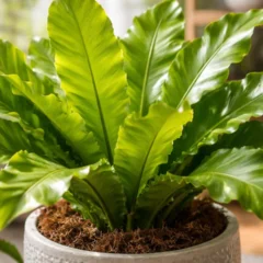 Aspl&ecirc;nio qual n&iacute;vel de umidade deixa as folhas mais largas