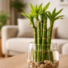 Bambu-da-sorte 4 combina&ccedil;&otilde;es de hastes que turbinam o Feng Shui