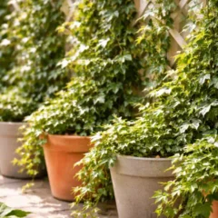 Hera em vasos 30 cm entre recipientes formam parede verde sem sufocar os caules