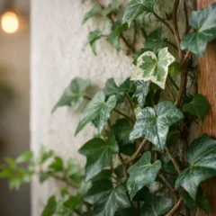 Hera-inglesa 6 usos internos que preservam o volume e o visual da planta decorativa