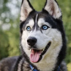 Husky Siberiano como reduzir o impulso de fuga com 4 dicas de treino