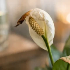 Estudo da NASA cita o l&iacute;rio-da-paz, mas voc&ecirc; pode estar cometendo 2 erros que fazem o efeito desaparecer